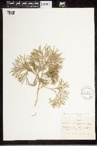 Diphasiastrum tristachyum image