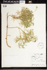 Diphasiastrum tristachyum image