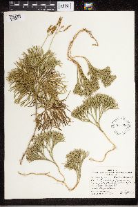 Diphasiastrum tristachyum image