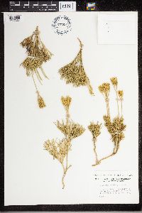 Diphasiastrum tristachyum image