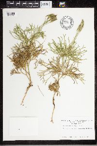 Diphasiastrum tristachyum image