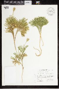 Diphasiastrum tristachyum image
