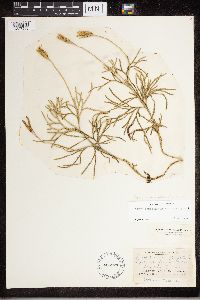 Diphasiastrum x zeilleri image