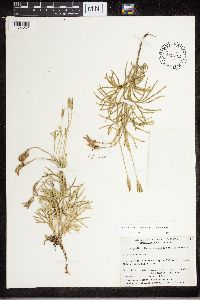 Diphasiastrum x zeilleri image