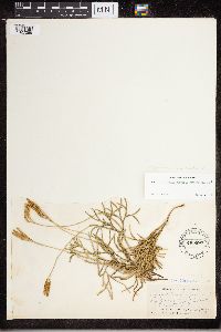 Diphasiastrum x zeilleri image