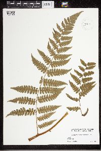 Media resource of Diplazium altissimum