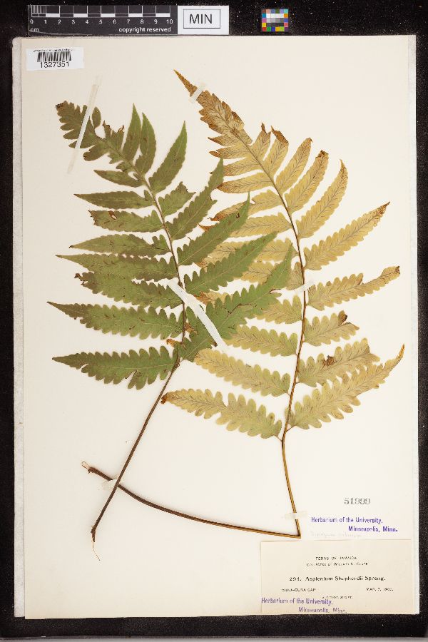 Diplazium arboreum image