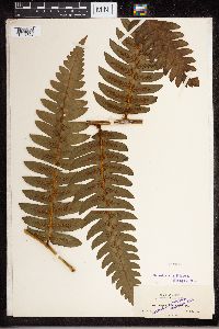 Media resource of Diplazium costale