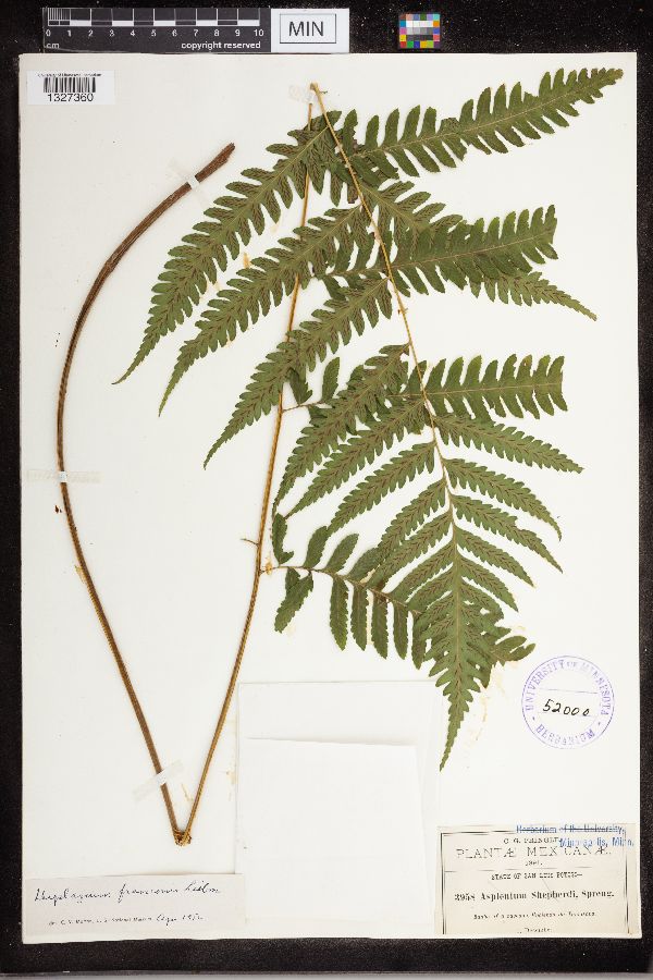 Diplazium franconis image