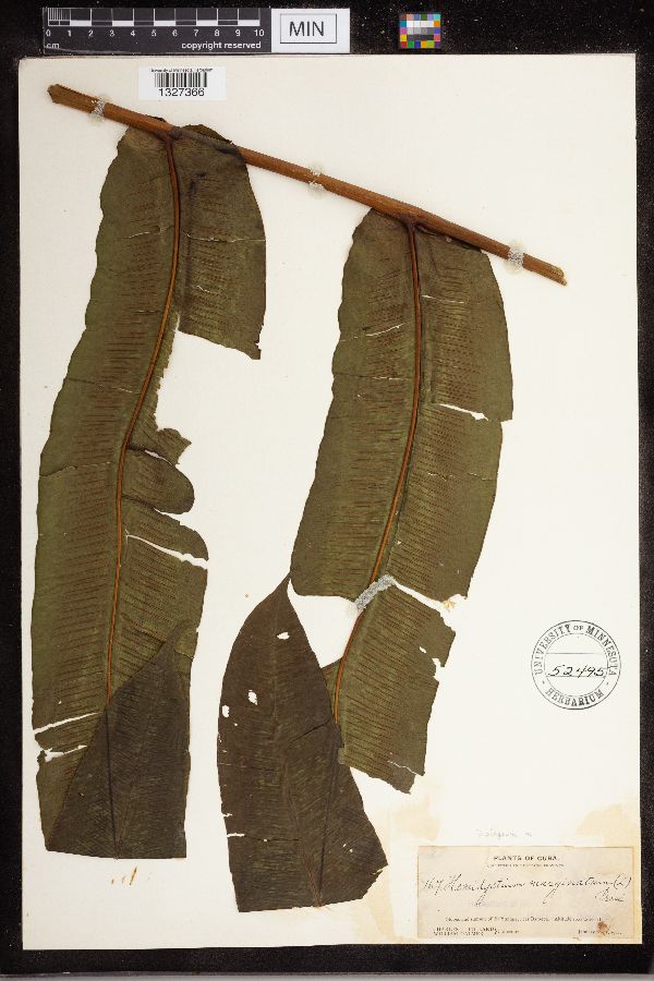 Diplazium marginatum image