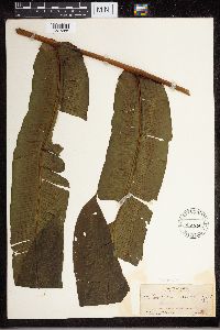 Media resource of Diplazium marginatum