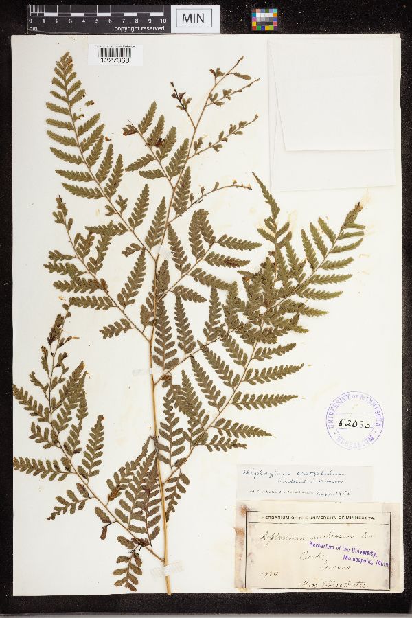 Diplazium oreophilum image