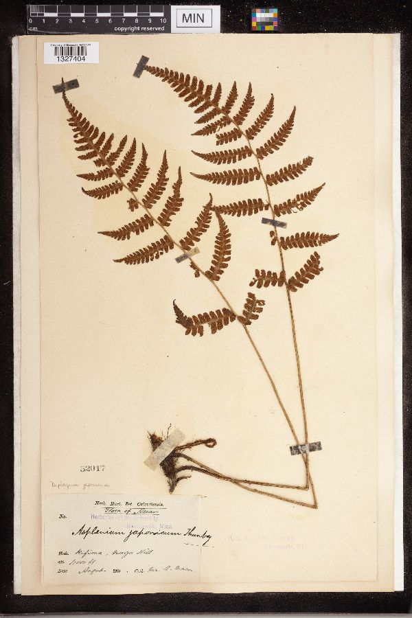 Diplazium japonicum image