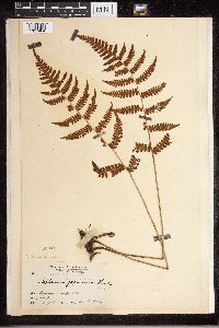 Media resource of Diplazium japonicum