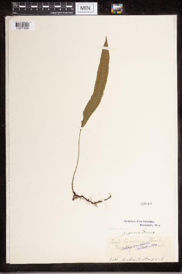 Diplazium lanceum image