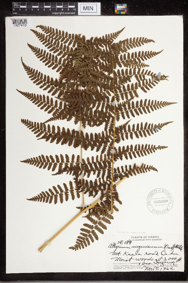 Diplazium meyenianum image