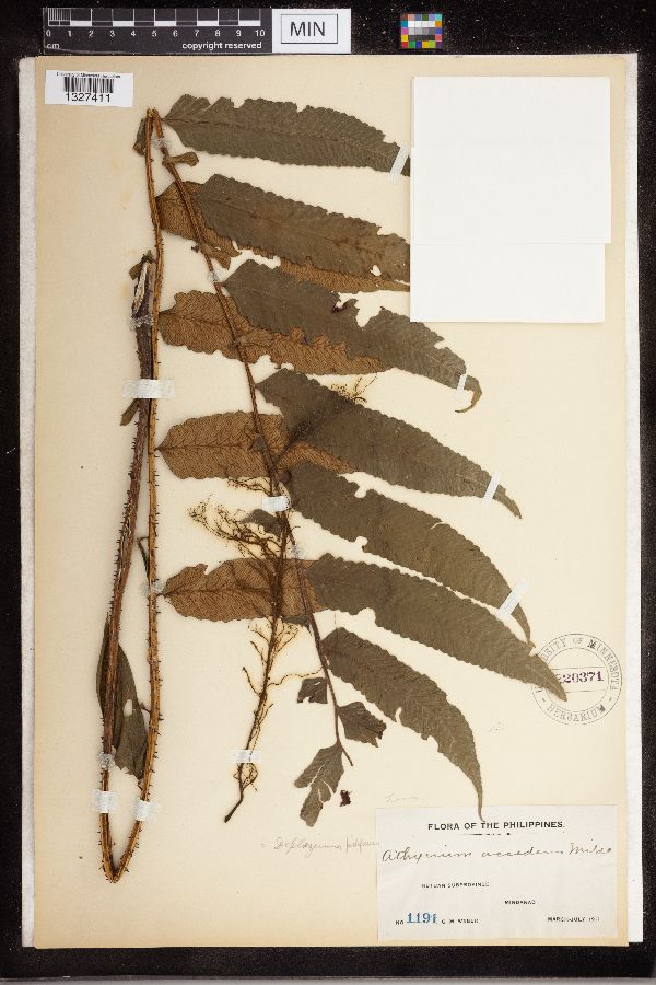 Diplazium proliferum image