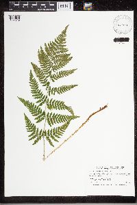 Dryopteris carthusiana image