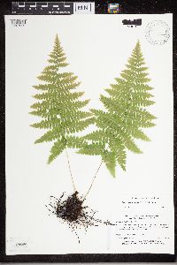 Dryopteris carthusiana image