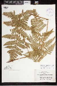 Dryopteris carthusiana image