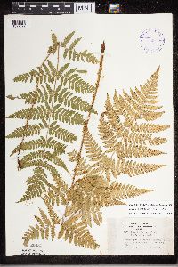Dryopteris carthusiana image