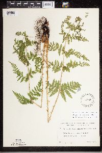 Dryopteris carthusiana image