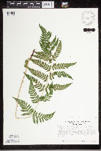 Dryopteris carthusiana image