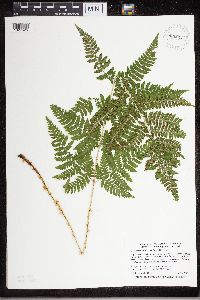 Dryopteris carthusiana image