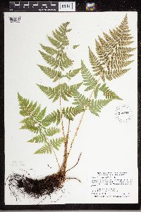 Dryopteris carthusiana image