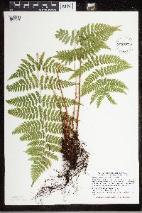 Dryopteris carthusiana image