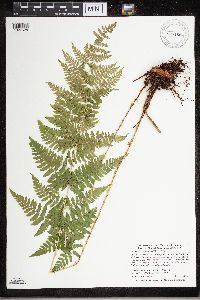 Dryopteris carthusiana image