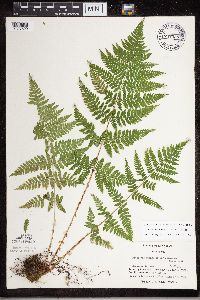 Dryopteris carthusiana image