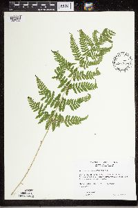 Dryopteris carthusiana image