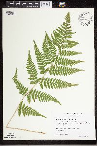 Dryopteris carthusiana image