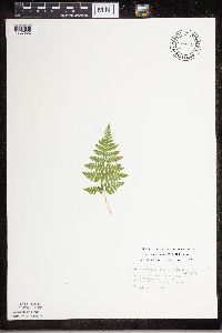 Dryopteris carthusiana image
