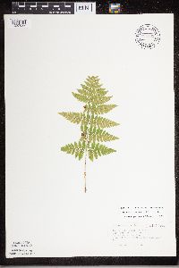 Dryopteris carthusiana image