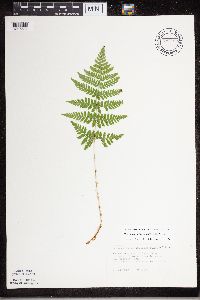 Dryopteris carthusiana image