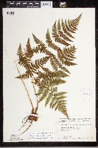 Dryopteris carthusiana image
