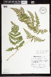Dryopteris carthusiana image