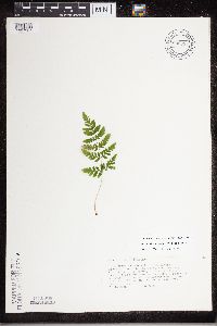 Dryopteris carthusiana image
