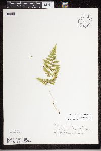 Dryopteris carthusiana image