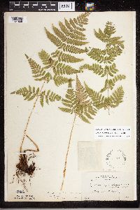 Dryopteris carthusiana image