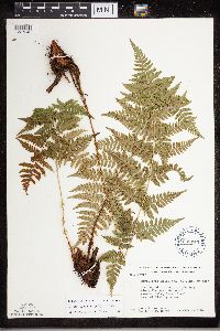 Dryopteris carthusiana image