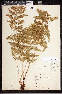 Dryopteris carthusiana image