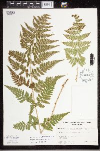 Dryopteris carthusiana image