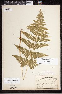 Dryopteris carthusiana image