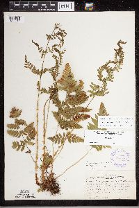 Dryopteris carthusiana image