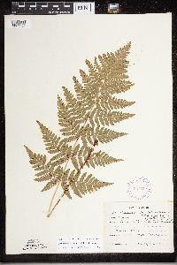 Dryopteris carthusiana image