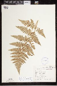 Dryopteris carthusiana image