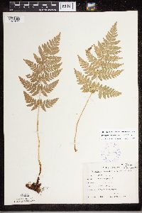 Dryopteris carthusiana image